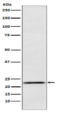 Prolactin Antibody