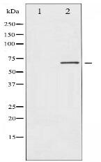 PKR Antibody