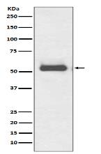 TRK fused gene Antibody