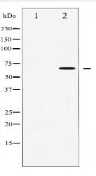 Phospho-AMPK alpha (Thr172) Antibody