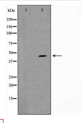 p38 MAPK Antibody