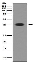 Musashi 1 Antibody