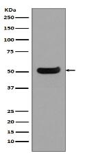 IgG4 Antibody