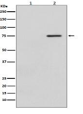 Phospho-Raf1 (S621) Antibody