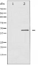 Phospho-Connexin 43 (Ser367) Antibody