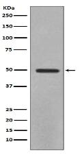 YB1 Antibody