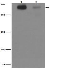 Tenascin C Antibody