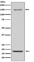 Integrin alpha 5 Antibody