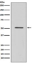 HNF-4-alpha Antibody