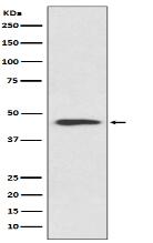 Cyclin B2 Antibody