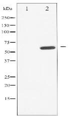 Phospho-CDC25A (Ser178) Antibody