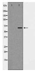 Phospho-eIF4B (Ser422) Antibody