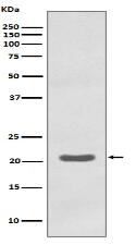 MTCO2 Antibody