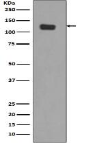 Integrin alpha 6 Antibody