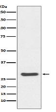 Caspase-14 Antibody