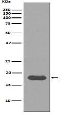 Phospho-IKB alpha (S32) Antibody