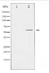 PPAR-gamma Antibody