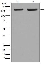 EEA1 Antibody