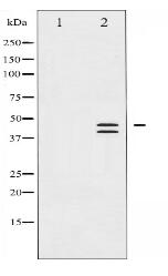 Phospho-ERK1/2 (Thr202) Antibody