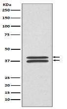 MEK3/MEK6 Antibody