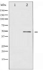 BLNK Antibody