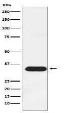 Syntenin Antibody