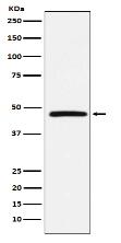 DARC Antibody