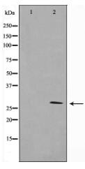 14-3-3 zeta/delta Antibody