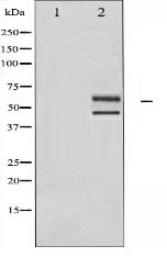 JNK1/2/3 Antibody