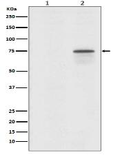 Phospho-Raf1 (S259) Antibody