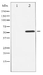 Phospho-ATF2 (Thr69 or 51) Antibody