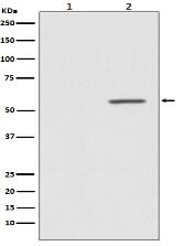 Phospho-AKT1 (S124) Antibody