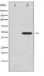 Phospho-c-Jun (Tyr170) Antibody