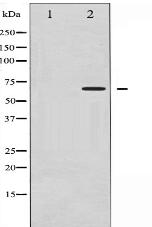 Phospho-CD19 (Tyr531) Antibody