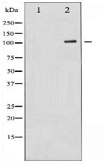 GluR1 Antibody