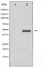 CrkII Antibody