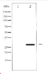 14-3-3 zeta Antibody