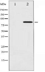 Phospho-Cortactin (Tyr466) Antibody