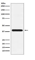 Glycophorin C Antibody