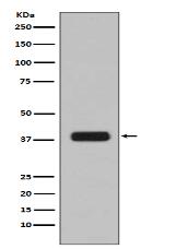 Aurora B Antibody