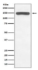 Collagen VI Antibody