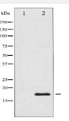 Histone H3.1 Antibody