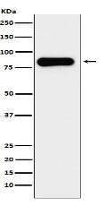 Aconitase 2 Antibody