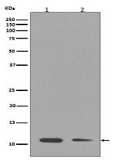 Histone H4 (mono methyl K16) Antibody