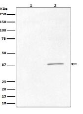 Phospho-CrkII (Tyr221) Antibody