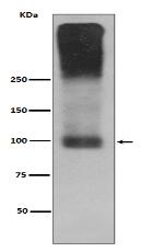 mGluR2 Antibody