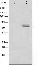 Phospho-Dab1 (Tyr232) Antibody