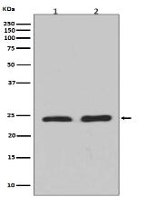 Rho A + B + C Antibody