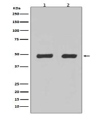 Flotillin 2 Antibody