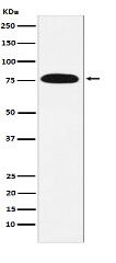 KHSRP Antibody